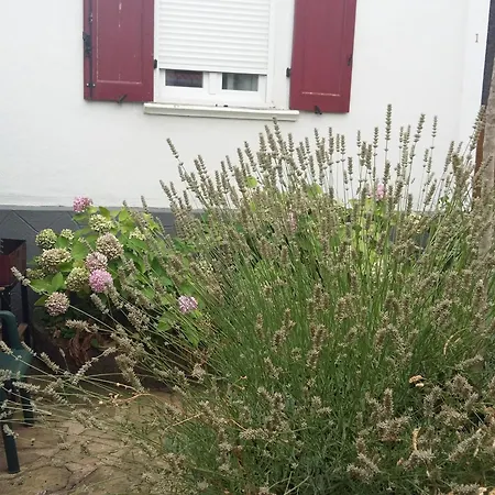 Daire Bel F2 Lumineux Avec Terrasse Privee, A 5 Min Des Thermes Et Coeur De Ville, Animaux Acceptes - Fr-1-451-37